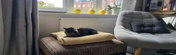 Mixed Breed cats for sale: Tiffany needs a new home - Advert 4