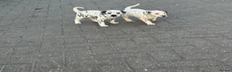 Dalmatian dogs for sale: Dalmatian beautiful - Advert 17
