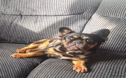 French Bulldog dogs for sale: Fluffy Frenchie - Image 1