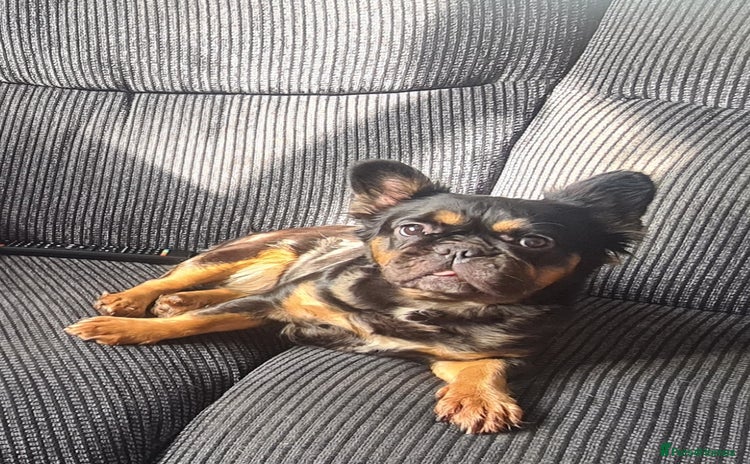 French Bulldog dogs - Advert 16