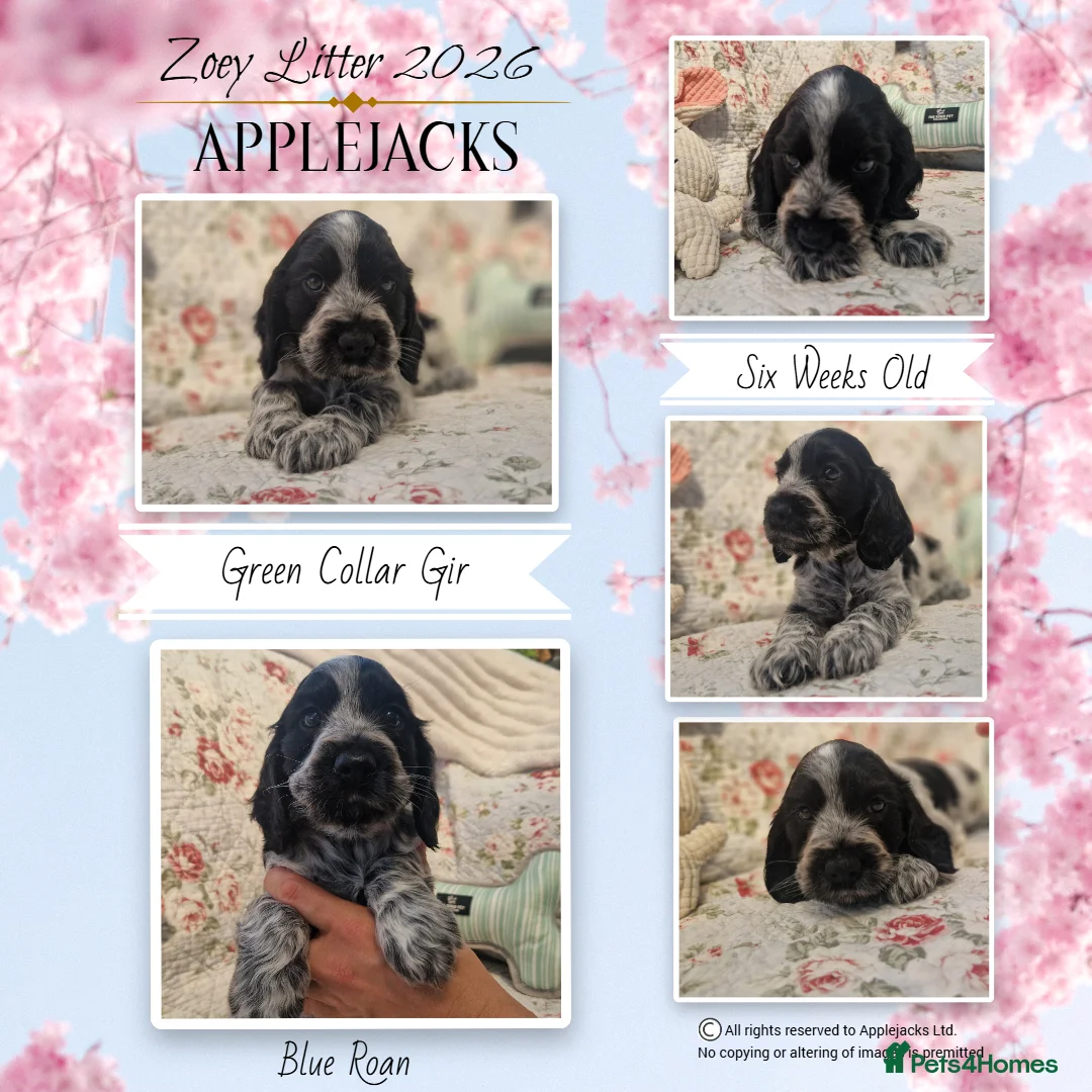 Cocker Spaniel dogs for sale: KC Pedigree Show Cocker Spaniel Puppies - Advert 2