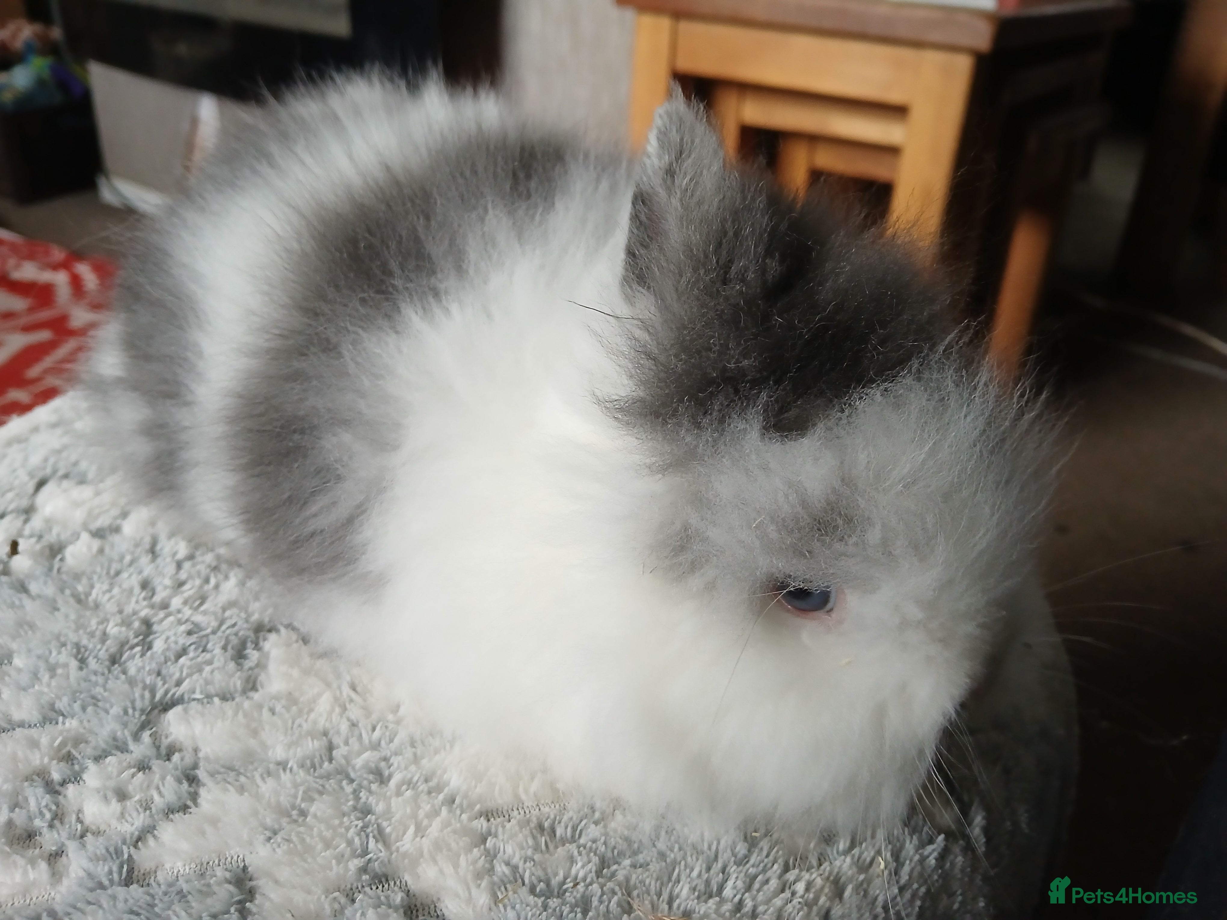 Mini Lop rabbits LAST ONE Stunning pure DM Lionhead - Advert 18