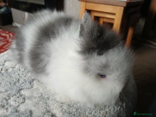 Mini Lop rabbits LAST ONE Stunning pure DM Lionhead - Advert 4