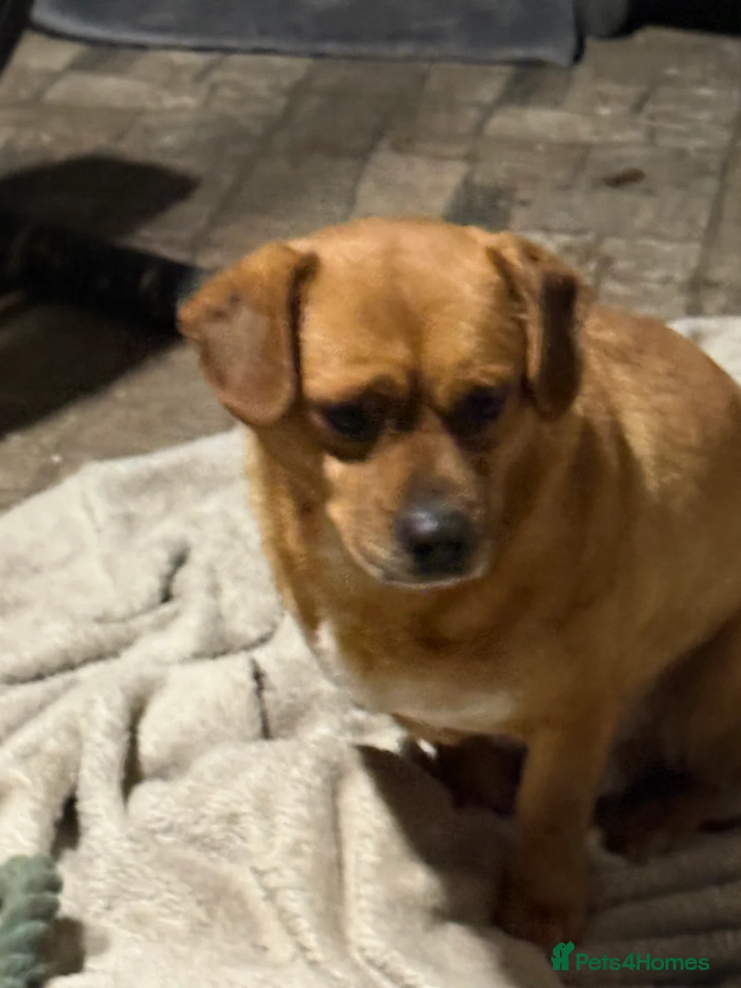 Mixed Breed dogs for adoption: Richie Looking For a Family  - Advert 11