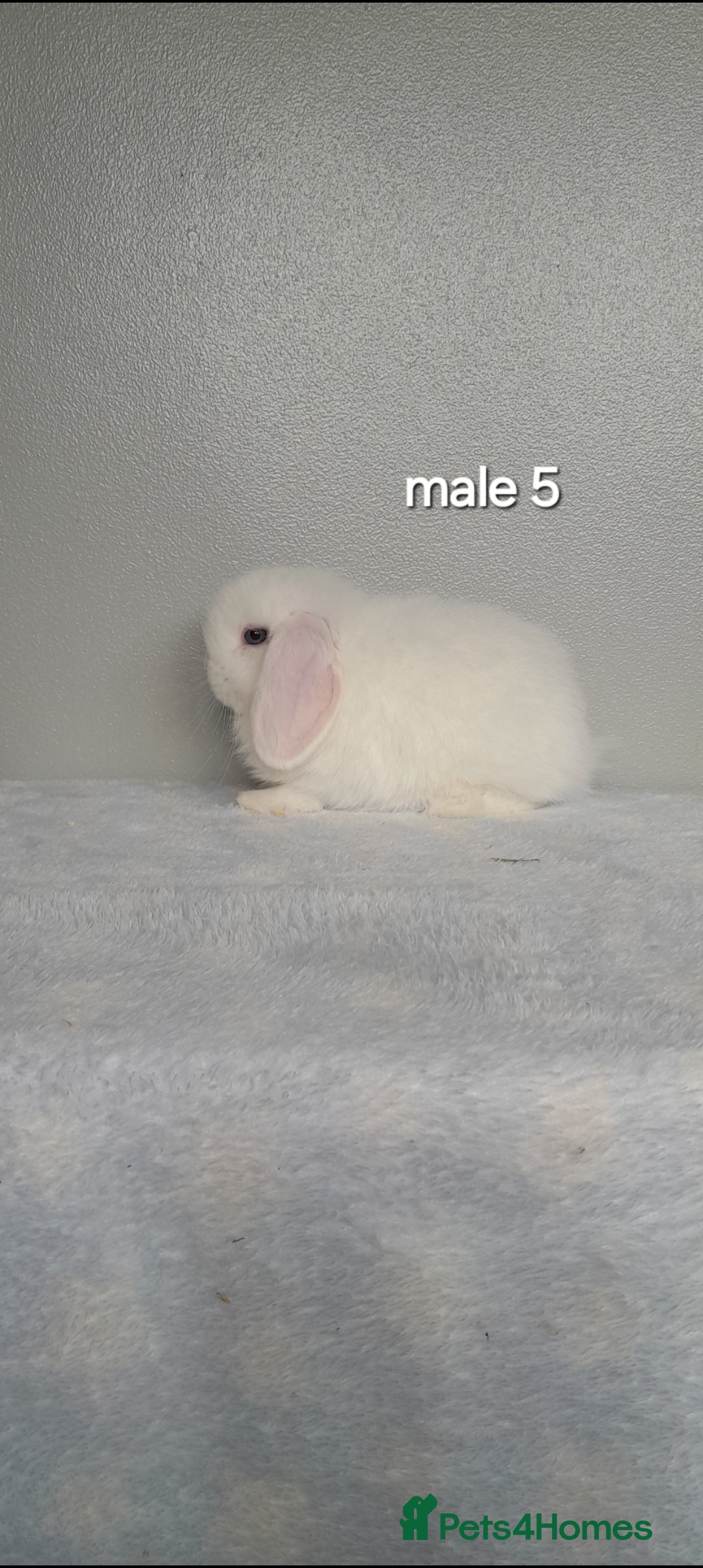 Mini Lop rabbits for sale: Stunning pure breed mini lops - Image 14
