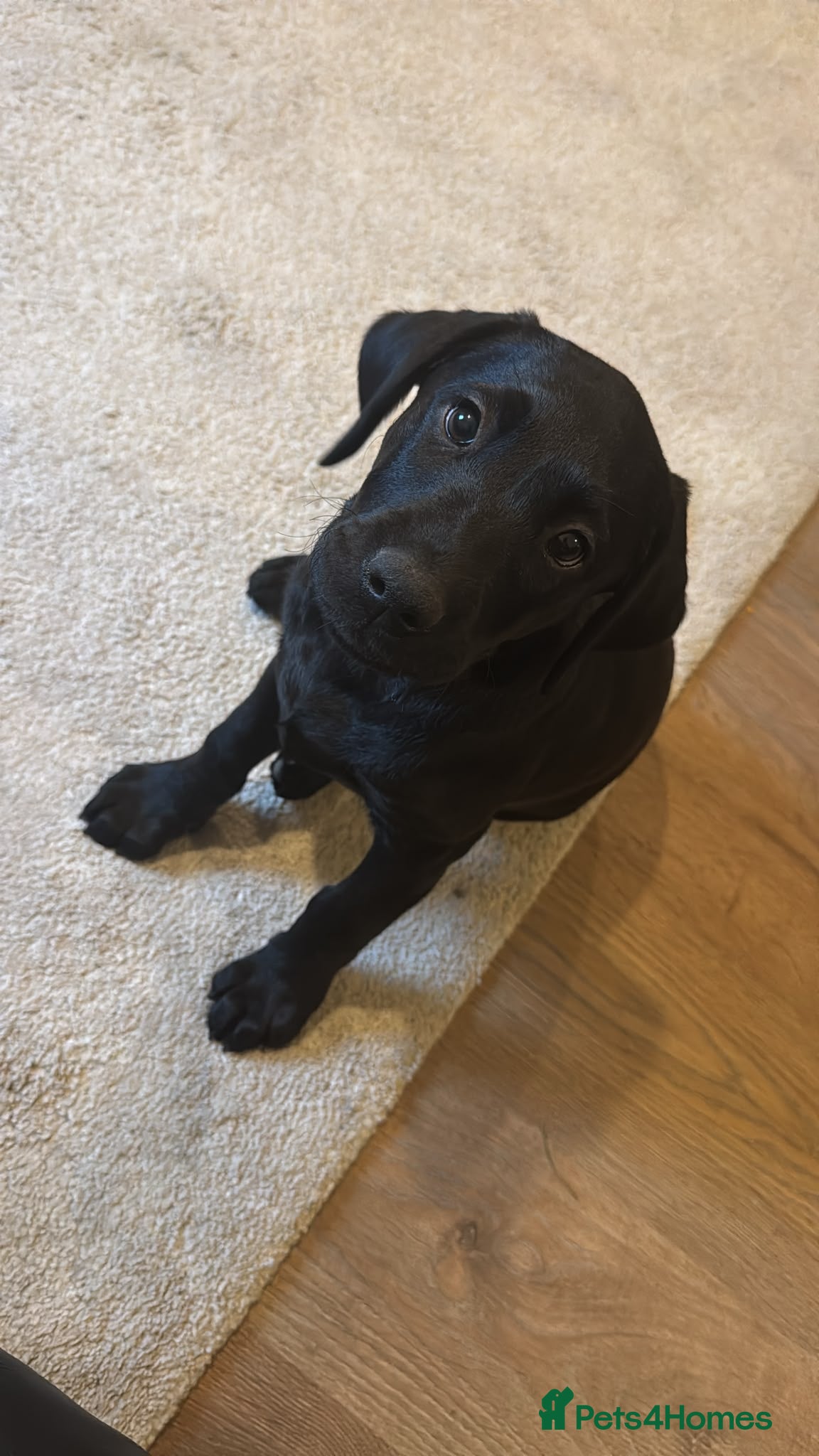 Labrador Retriever dogs KC REG black Labrador puppy  - Advert 10