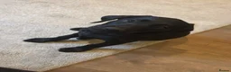 Labrador Retriever dogs for sale: KC REG black Labrador puppy  - Advert 1