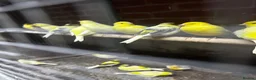Mixed Breed birds for sale: Birds for sale *read description*  - Advert 3