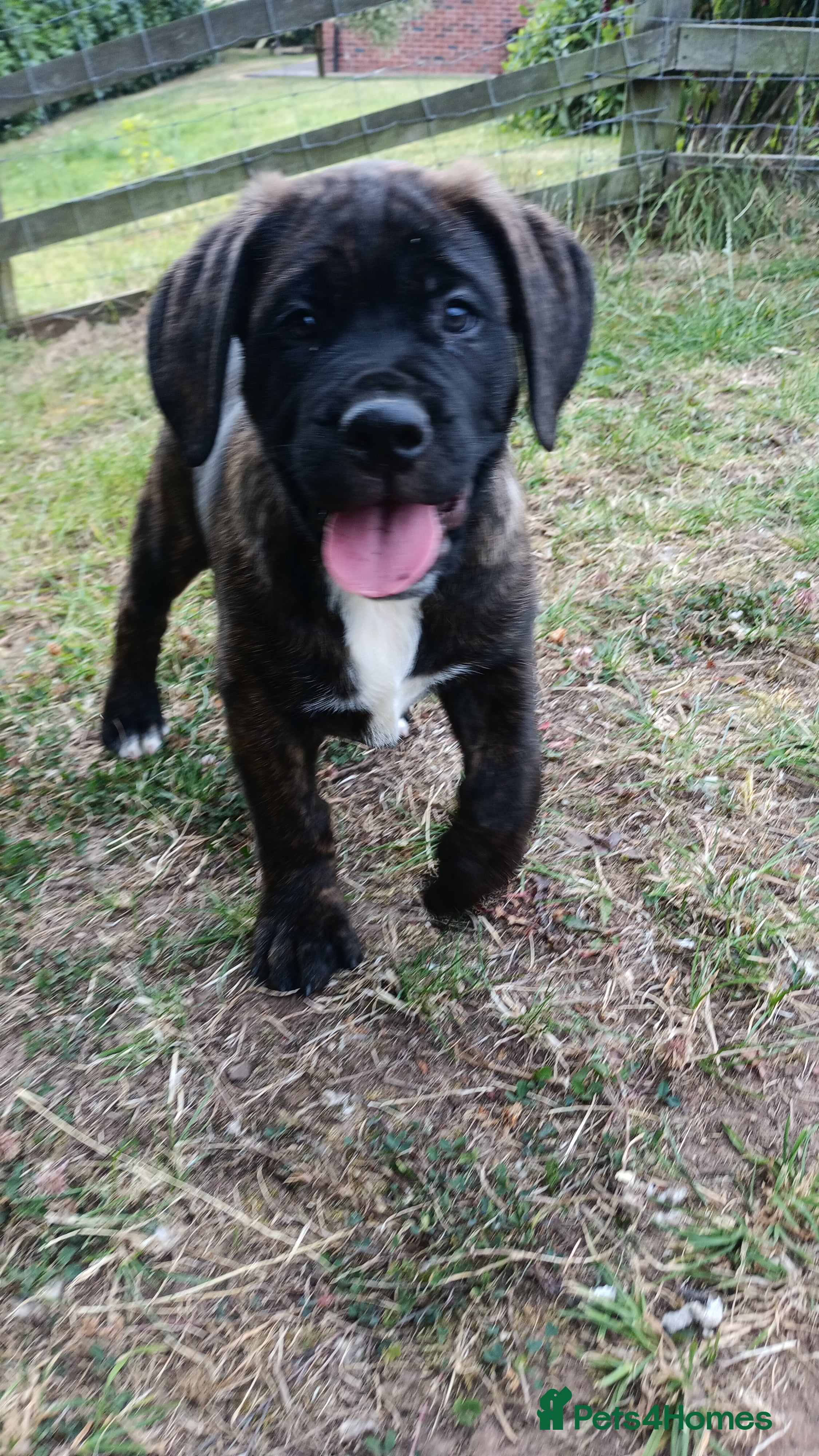 Mixed Breed dogs Saint Bernard Neapolitan x Boerboel Neapolitanbull - Advert 2