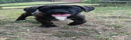 Mixed Breed dogs for sale: Saint Bernard Neapolitan x Boerboel Neapolitanbull - Advert 29