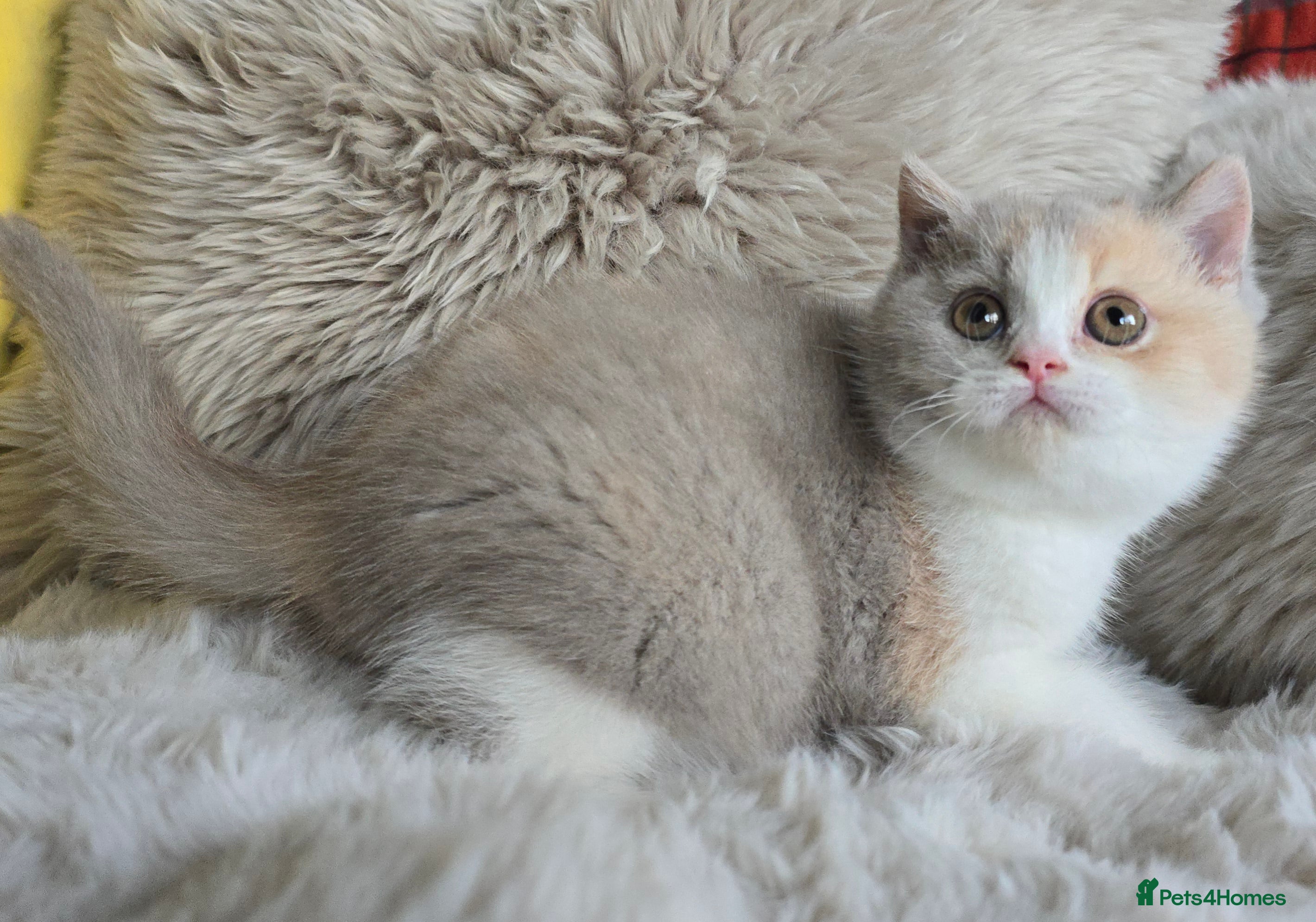 British Shorthair cats Stunning British Shorthair Kittens  - Advert 3