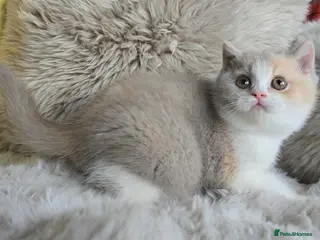 British Shorthair cats Stunning British Shorthair Kittens - Advert 2