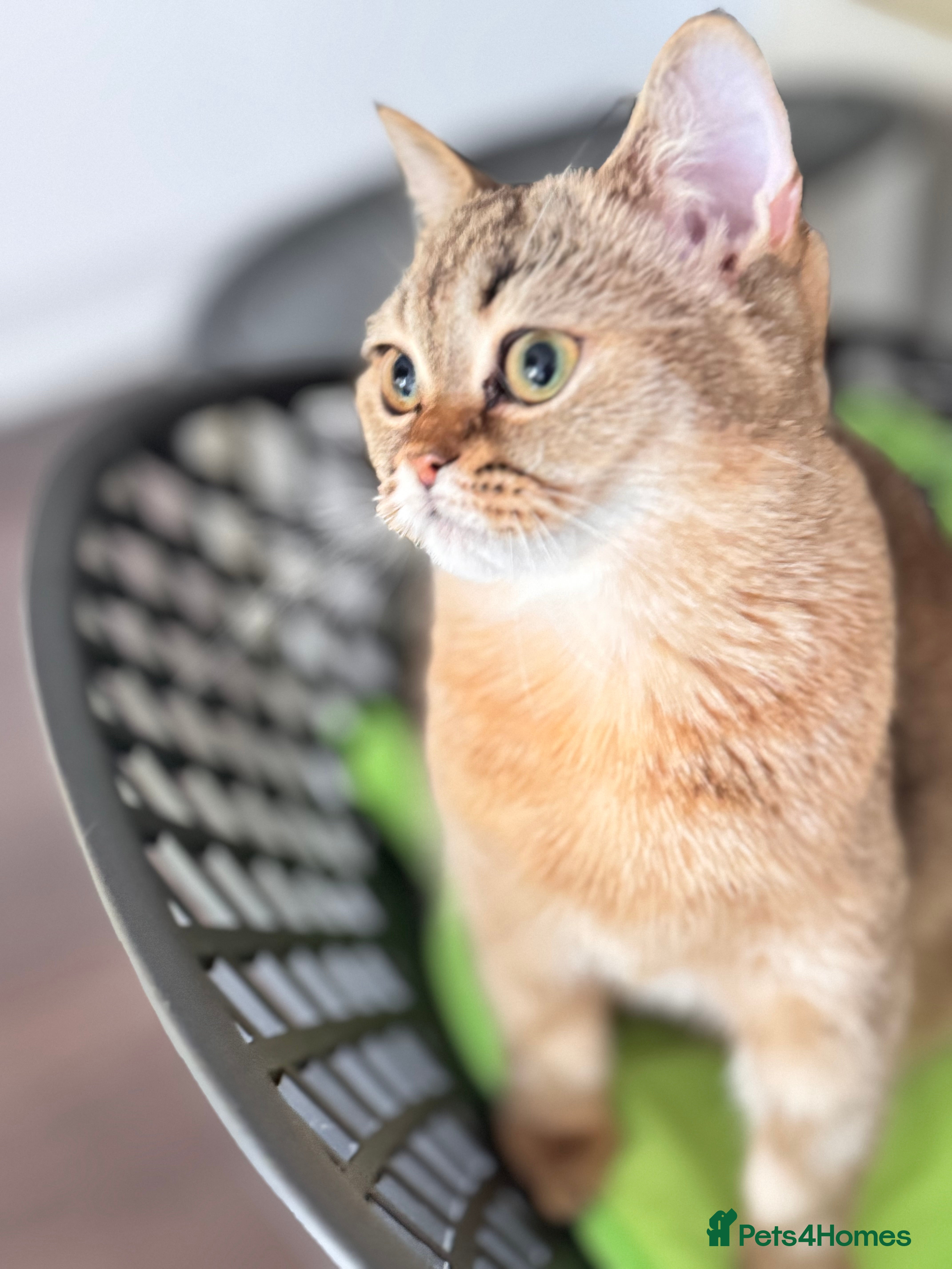 Scottish Fold cats Show quality straight girl - Advert 15