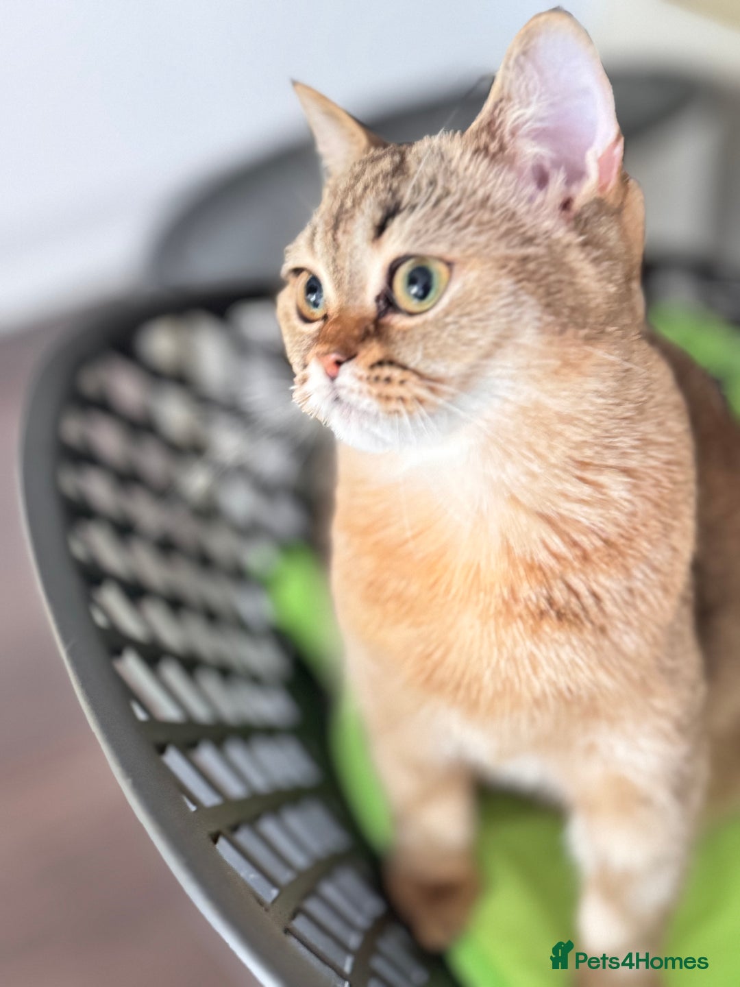 Scottish Fold cats for sale: Show quality straight girl - Advert 5