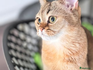 Scottish Fold cats Show quality straight girl - Advert 15