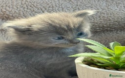 Maine Coon cats for sale: Adorable Blue Maine coon kittens - Image 8