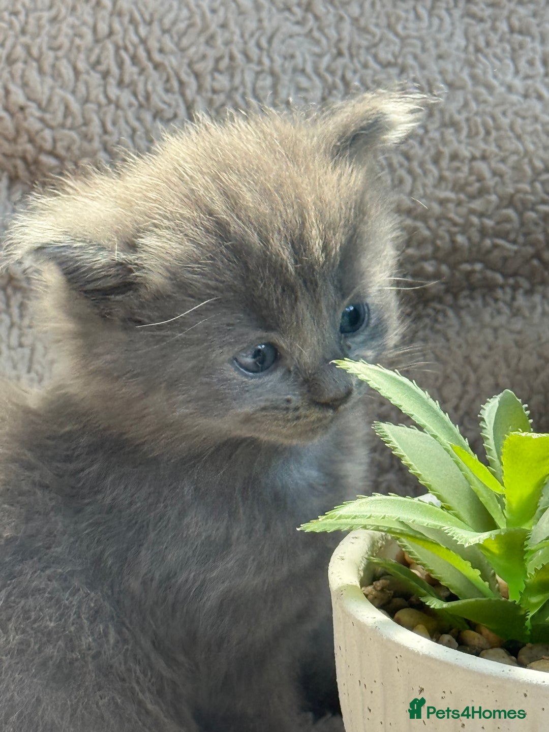 Maine Coon cats for sale: Adorable Blue Maine coon kittens - Image 8