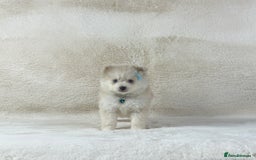 Pomsky dogs for sale: Stunning blue eyes f3 Pomsky puppies for sale - Advert 21