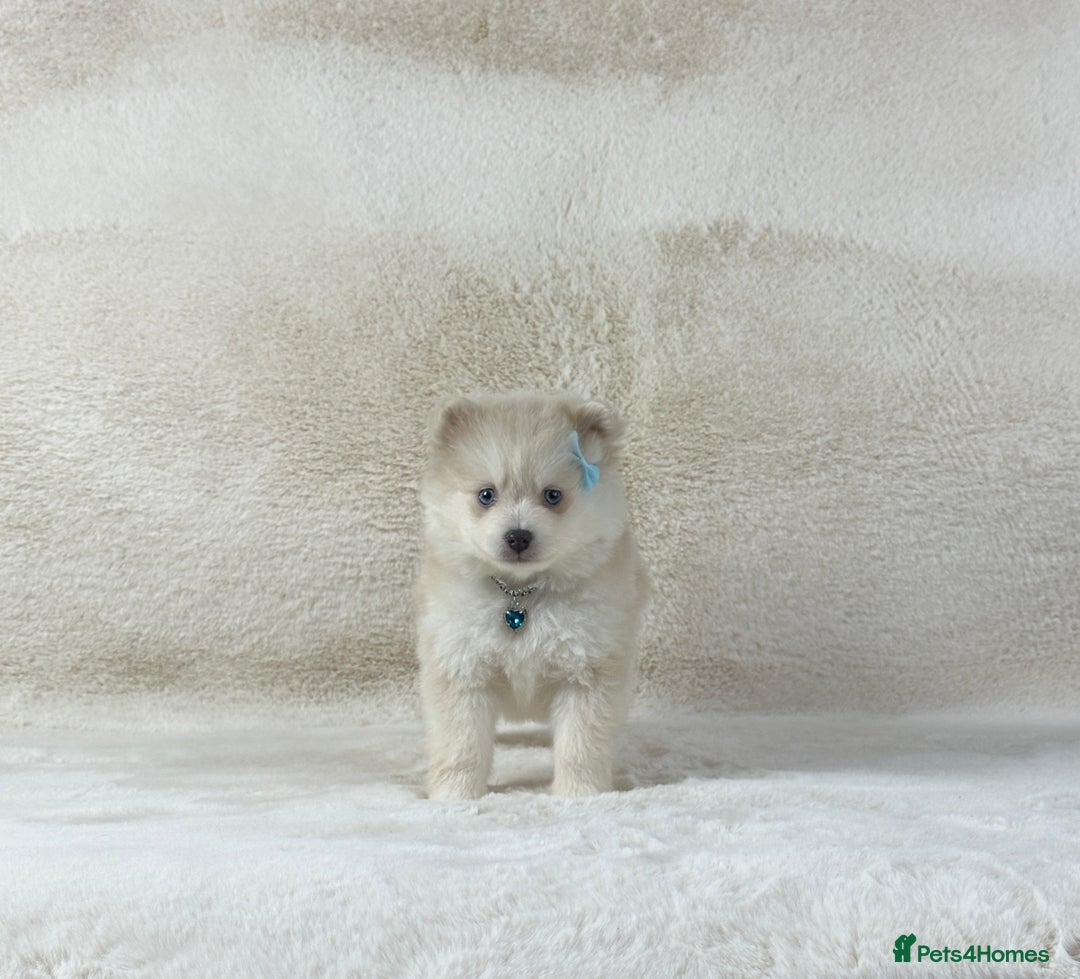 Pomsky dogs for sale: Stunning blue eyes f3 Pomsky puppies for sale - Advert 21