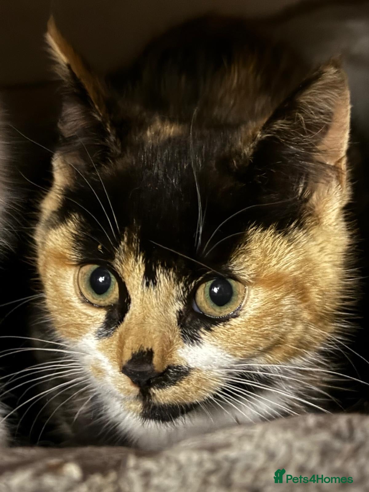 Mixed Breed cats Tortie rescue kitten ready for new home - Advert 2