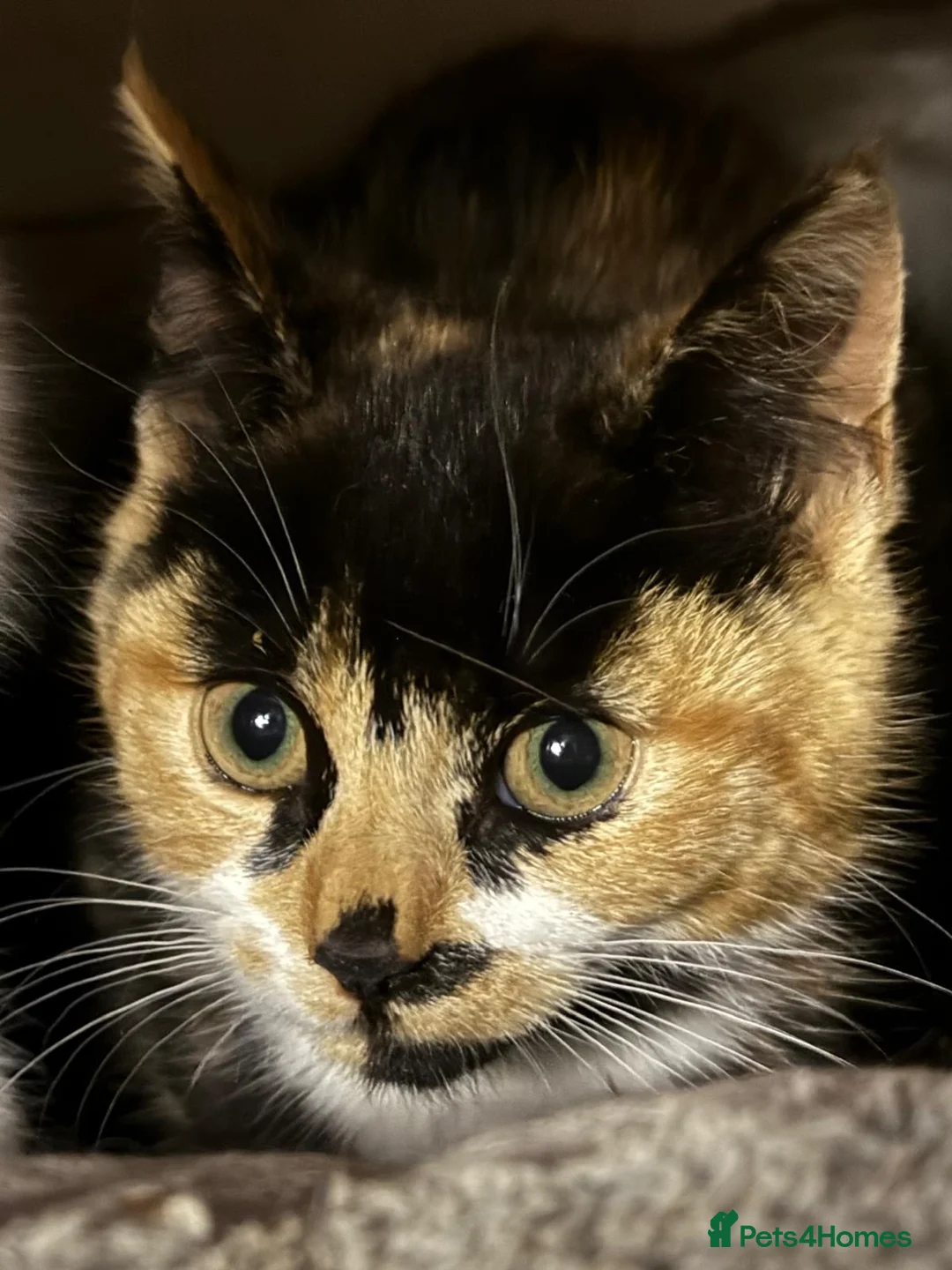 Mixed Breed cats for adoption: Tortie rescue kitten ready for new home - Advert 1