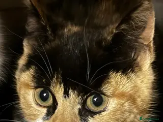 Mixed Breed cats Tortie rescue kitten ready for new home - Advert 9