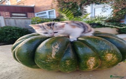 Mixed Breed cats for sale: Cute Bengal mix Kittens looking for loving homes🐱 - Image 32