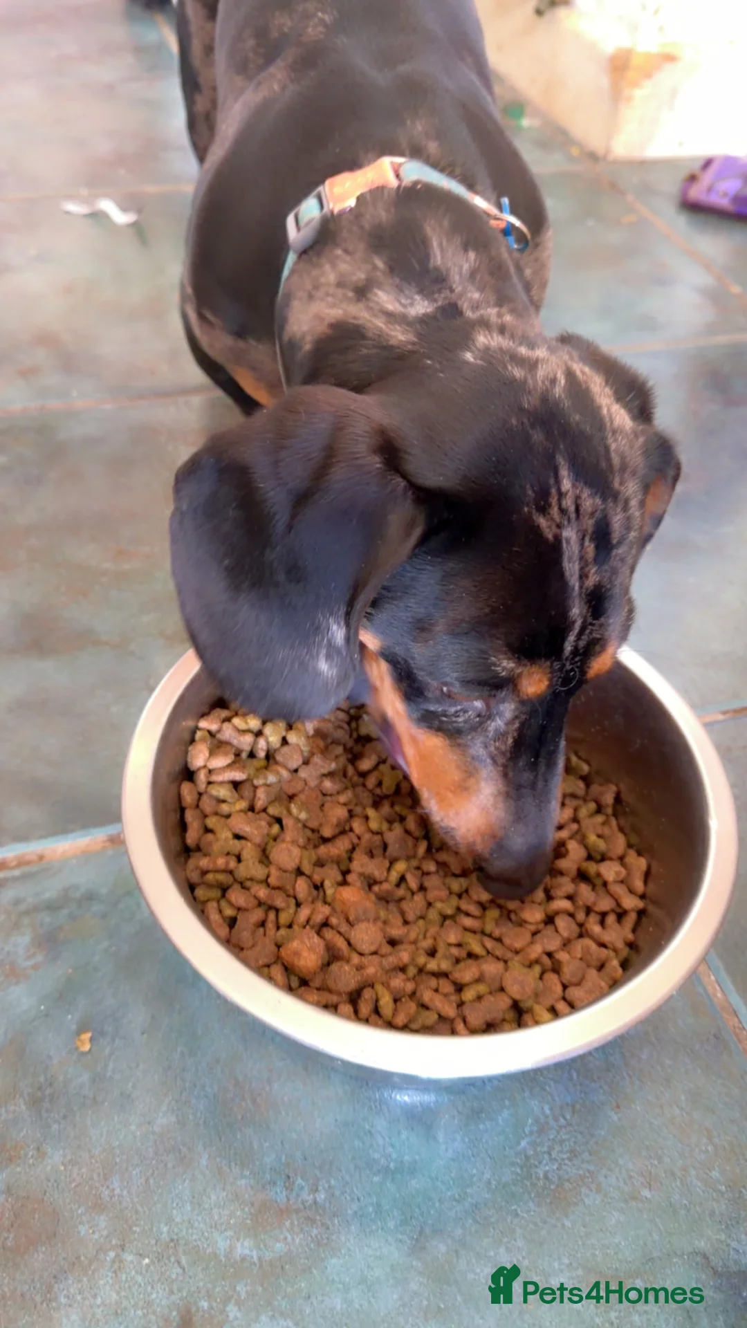 Dachshund dogs for sale: Male dachshund  - Advert 4