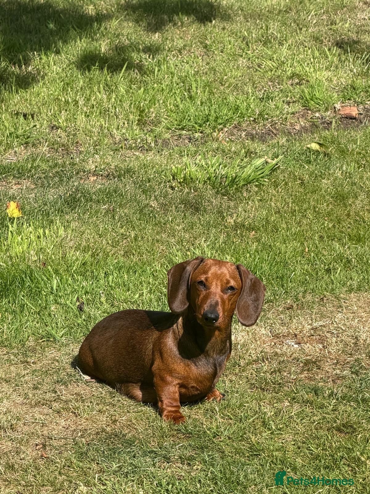 Miniature Dachshund dogs Gorgeous short-haired Miniature Dachshund pups  - Advert 5