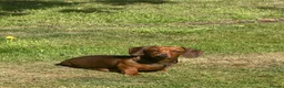 Miniature Dachshund dogs for sale: Gorgeous short-haired Miniature Dachshund pups  in Musselburgh - Advert 1