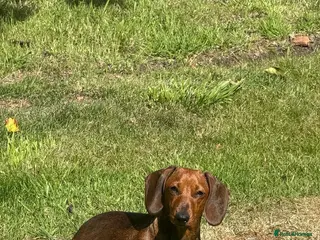 Miniature Dachshund dogs Miniature Smooth-Haired Dachshund Puppies 🐾 - Advert 5