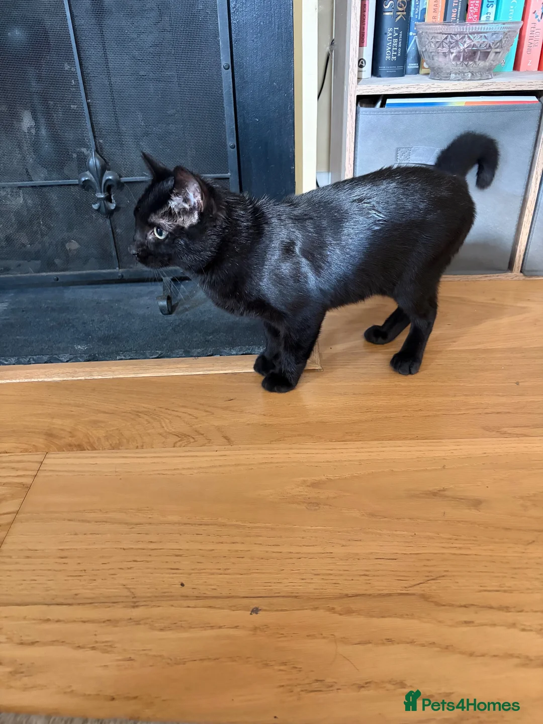 Mixed Breed cats for sale: Rehome Loki  in Tidworth - Advert 2