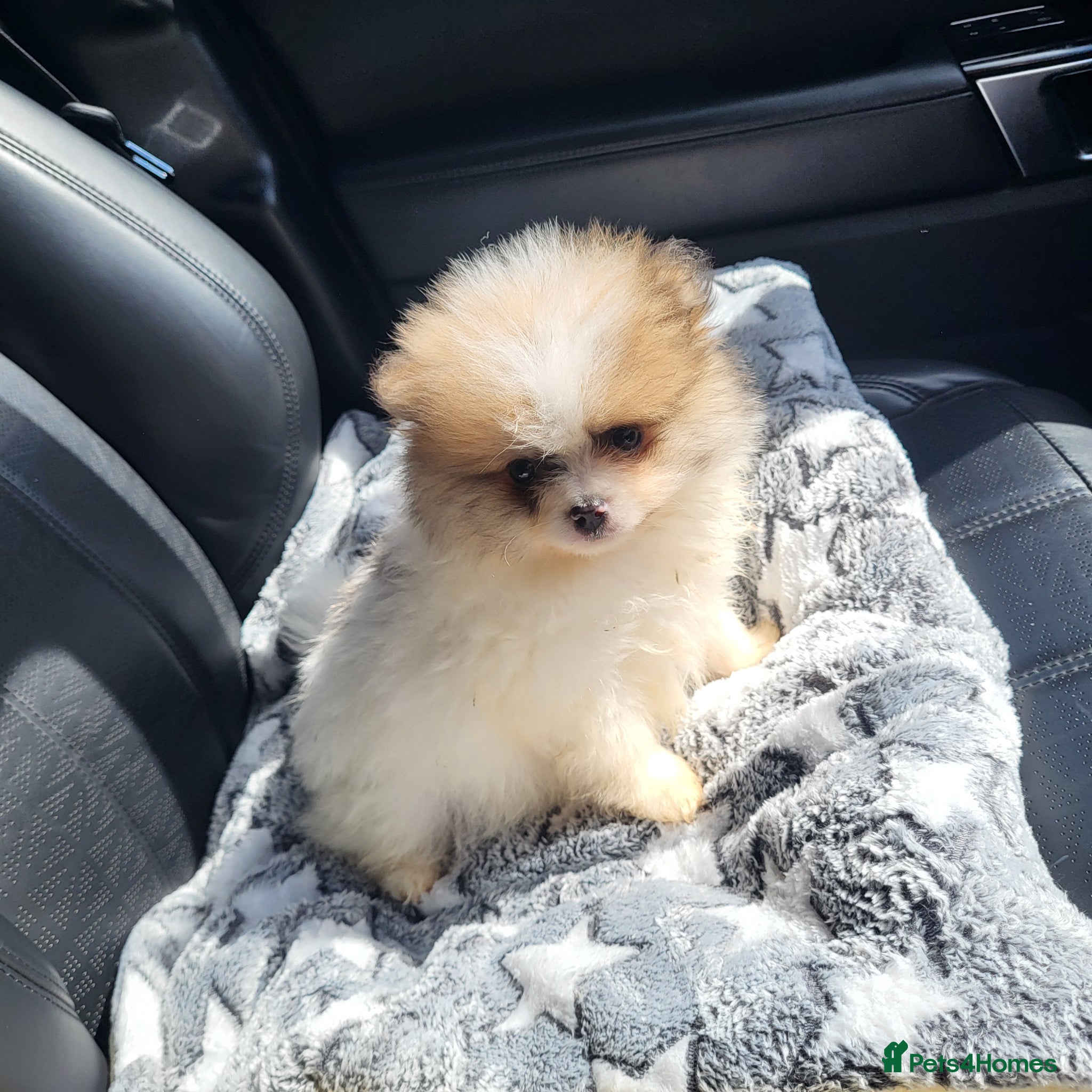 Pomeranian dogs Stunning white and tan parti boy  - Advert 6