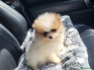 Pomeranian dogs Stunning white and tan parti boy - Advert 13