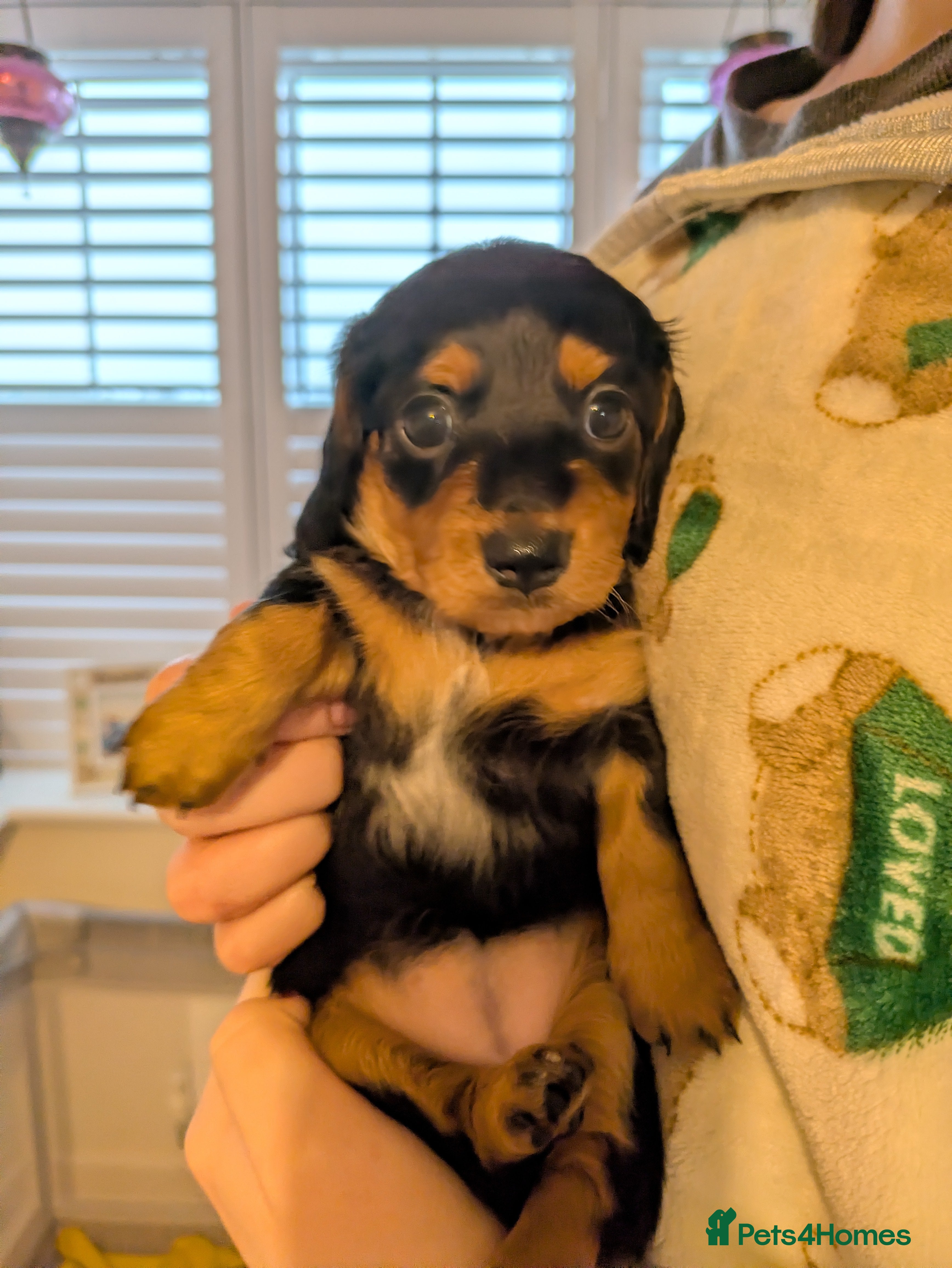 Miniature Dachshund dogs Miniature dashund puppies reserving now  - Advert 19