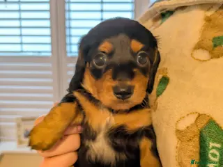 Miniature Dachshund dogs Miniature dashund puppies reserving now - Advert 19