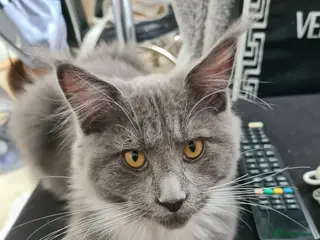 Maine Coon cats 💙 Stunning Blue Boy – Ready Now 💙 - Advert 3