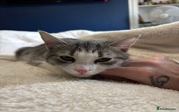 Mixed Breed cats for sale: Mixed breed kittens - Image 5
