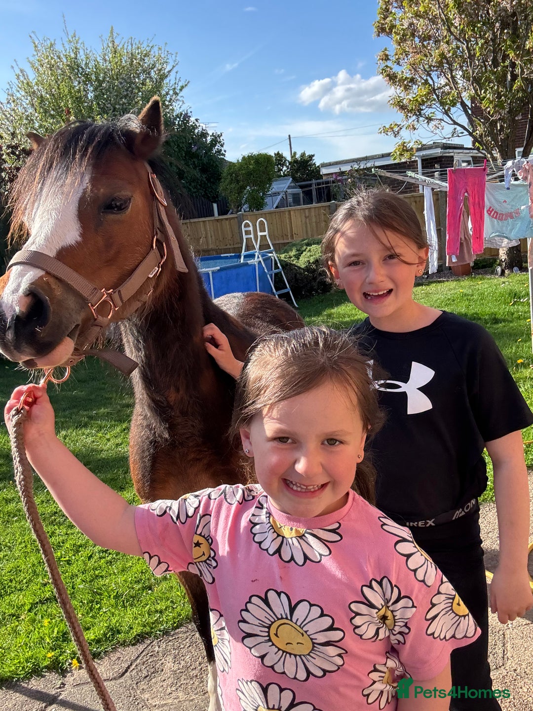 Welsh Section A horses for sale: Kids pony  - Image 3