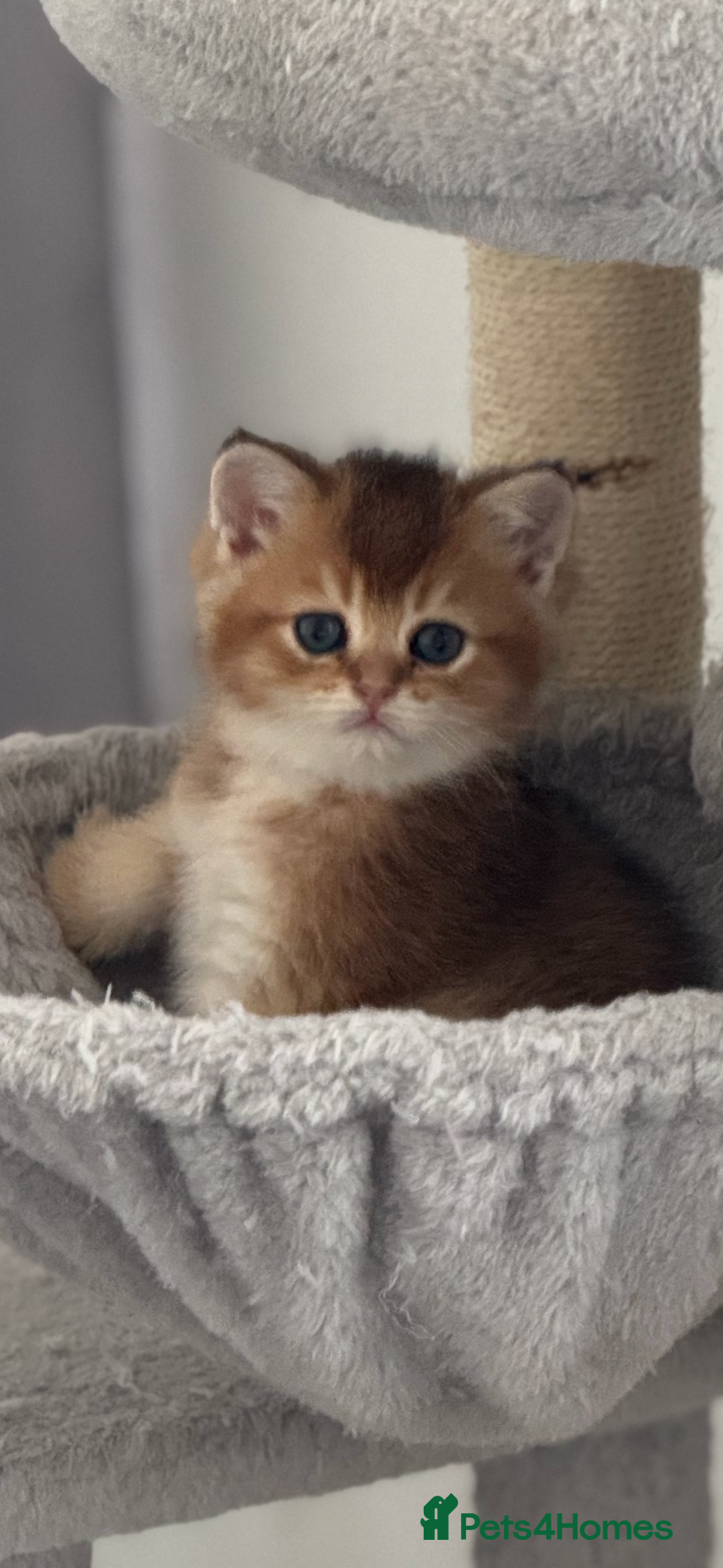 Scottish Fold cats for sale: six purebred Scottish kittens — all female,  - Advert 20