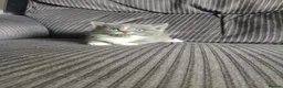 Maine Coon cats for sale: Beautiful cross kittens  - Advert 2