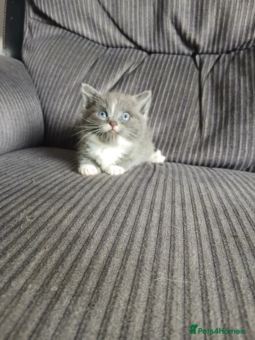 Maine Coon cats for sale: Beautiful cross kittens  - Advert 2