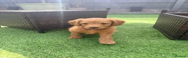 Labradoodle 9
