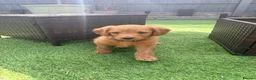 Labradoodle dogs for sale: Labradoodles  - Advert 2