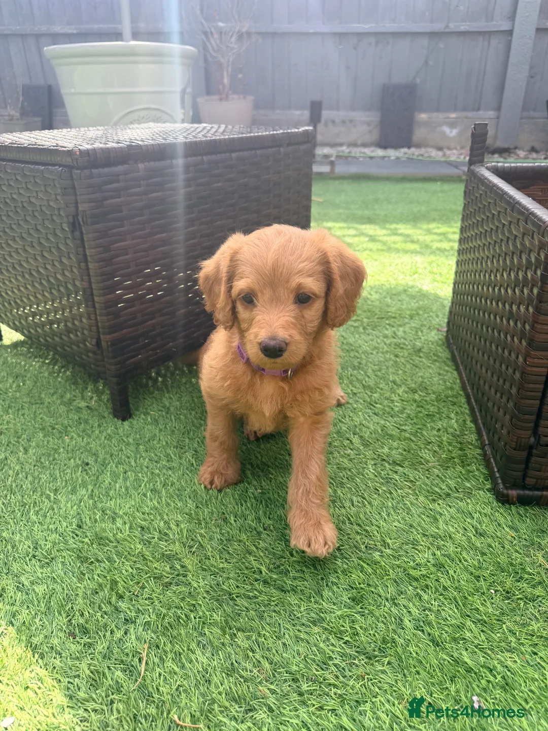 Labradoodle dogs for sale: Labradoodles  - Advert 2