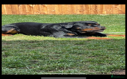 Rottweiler dogs for sale: Last two left!! Rottweiler puppies - Image 8