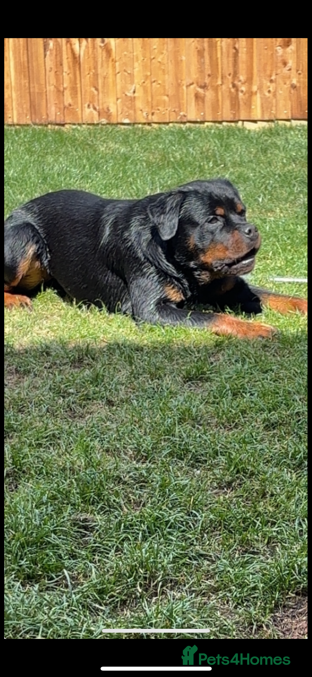 Rottweiler dogs for sale: Last two left!! Rottweiler puppies - Image 8