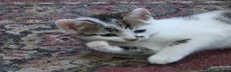 British Shorthair cats for sale: British Shorthair kittens  - Advert 8