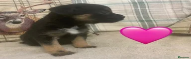 Border Terrier 3