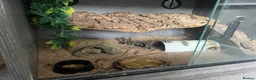 Leopard Gecko reptiles for sale: Leopard Gecko plus vivarium and  - Advert 4